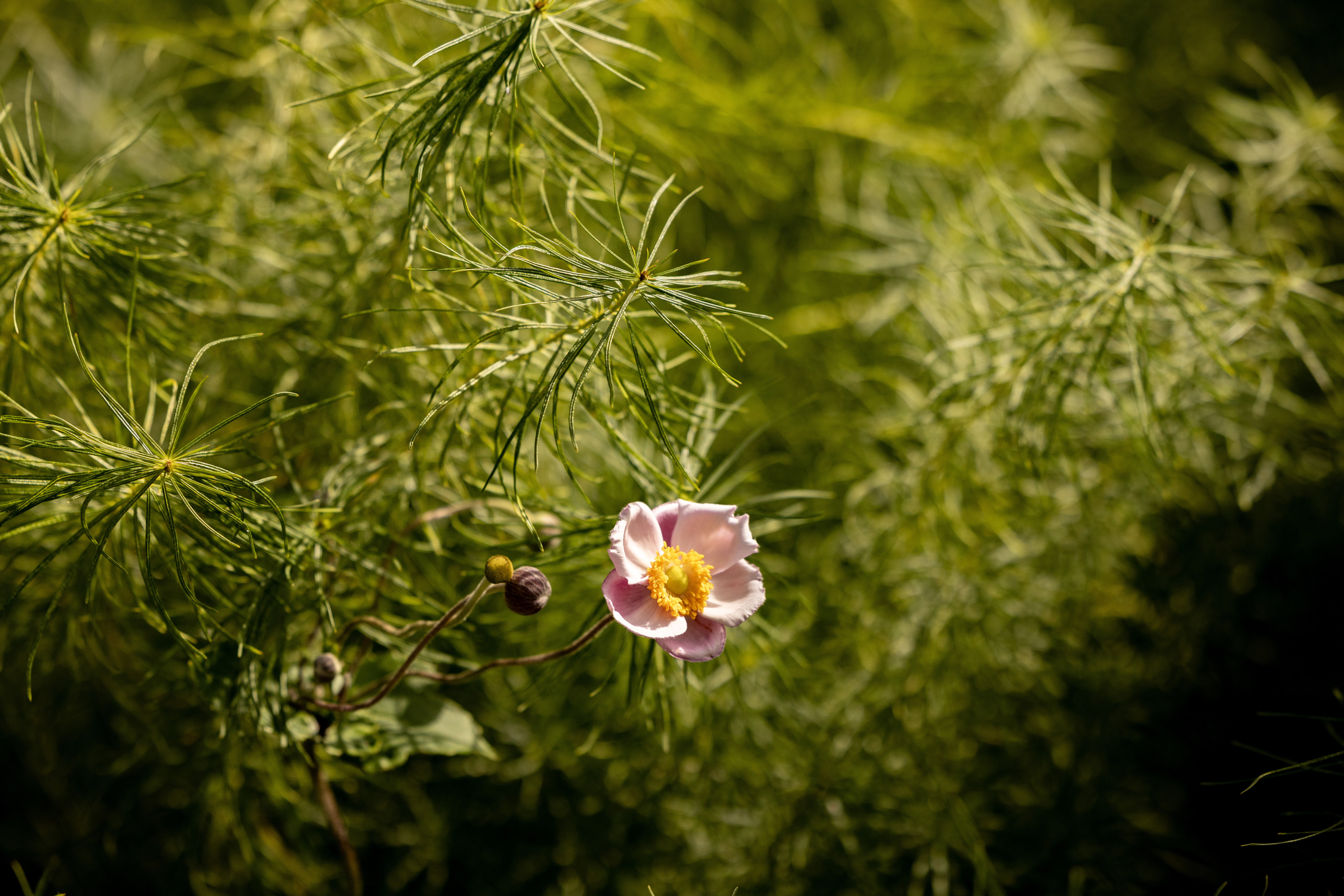 Amsonia and anemone growing together in the garden